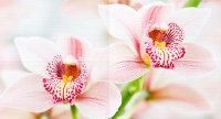 Панно "Орхидея" розовая 1000х500