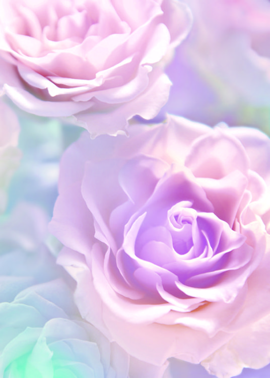 Фотообои DECOCODE 21-0146-FR Розовые розы 2,0х2,8м флиз.