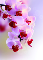 Фотообои DECOCODE 21-0007-FR Ветка орхидеи 2,0х2,8м флиз.